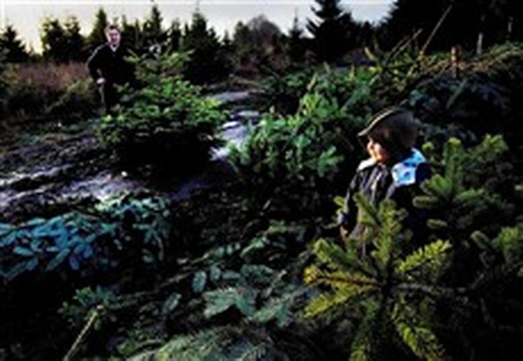 Magnus på tre år var med mor og far på Mosegården ved Hillerød i går for finde årets juletræ   et helt almindeligt træ, dyrket i gødet og sprøjtet jord.   Foto: Finn Frandsen 