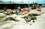Massakren i Halabja i 1988 kostede mindst 5.000 kurdere livet. - Foto: AP 