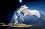 I den græske mytologien er Pegasus en flyvende hest. På det store hesteshow  Apassionata  i Forum i København optræder Pegasus live sammen med andre eventyrlige heste.   PR-foto 