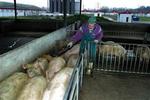 Svinefarmen Danish Farming Consultants i den polske by Gliwice råder over et område på i alt 1.400 hektar.   Foto: Wrzesniowski Bartek 