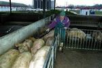 Foto af svinefarmen Danish Farming Consultants i den polske by Gliwice.   Foto: Wrzesniowski Bartek 