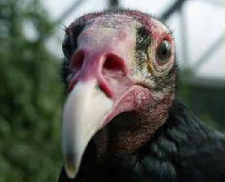 Denne grib fra Randers Regnskov er nok ikke i fare. Men i Indien har dens fætter trange kår, og det har fået voldsomme følger. - Foto:Thomas Sjørup 