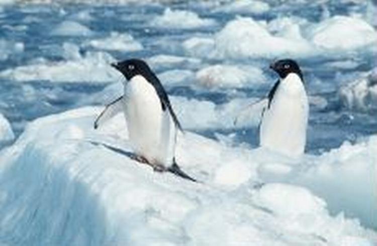 Adele-pingviner i Cape Royds på Sydpolen er blevet afskåret fra at komme frem til de fisk, de mader deres unger med. - Foto: AP 