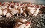 Fødevarestyrelsen vil stramme op, så al udenlandsk fjerkræ mærkes, hvis det ikke er 100 procent salmonellafrit. - Foto: Claus Bonnerup 