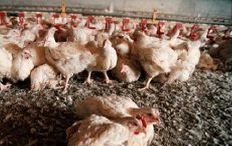 Fødevarestyrelsen vil stramme op, så al udenlandsk fjerkræ mærkes, hvis det ikke er 100 procent salmonellafrit. - Foto: Claus Bonnerup 