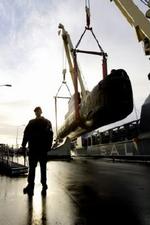 'Sælen' på vej på land. - Foto: Peter Hove Olesen 