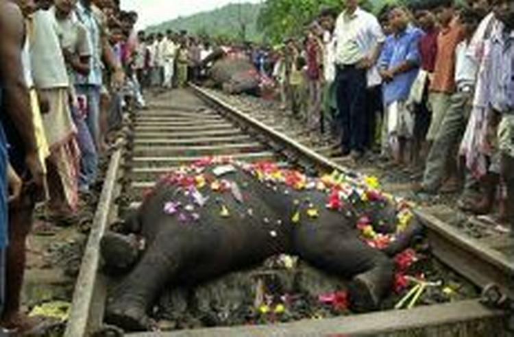 Arkivfoto af to døde elefanter, der for et halvt år siden ligeledes blev dræbt af et tog, da de krydsede sporet. Dengang skete ulykken i Indien. - Arkivfoto: AP 