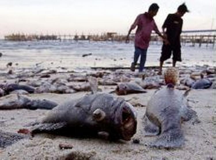 En dansker oplevede på nærmeste hold, da den gigantiske bølge pludselig slog ind på Long Beach på Koh Lanta i Thailand. - Foto: AP 
