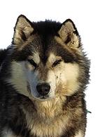 Slædehundene fra Disney er i stand til at vise ansigtsudtryk. - Foto: Carl Obling 