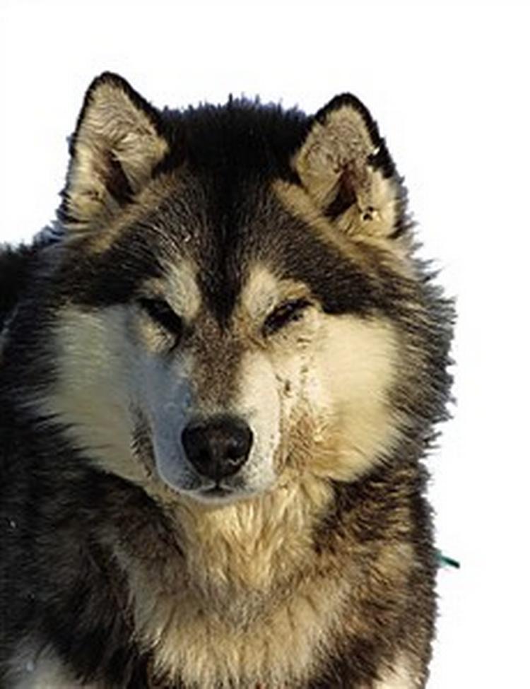 Slædehundene fra Disney er i stand til at vise ansigtsudtryk. - Foto: Carl Obling 