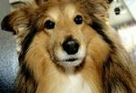 Pas på din hund, kat eller hamster nytårsaften. de kan ikke lide bragene fra fyrværkeriet. - Foto: Pelle Rink 