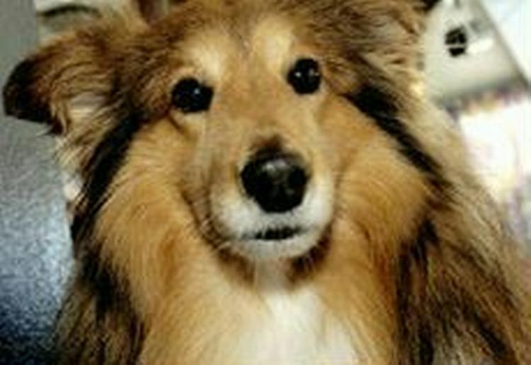 Pas på din hund, kat eller hamster nytårsaften. de kan ikke lide bragene fra fyrværkeriet. - Foto: Pelle Rink 
