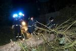 Væltede træer og el-ledninger hører til de store opgaver efter stormens hærgen. - Foto: Thomas Borberg 