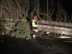 Brugere af skovene opfordres til at vente med skovture, indtil der er ryddet op. - Foto: LocalEyes 