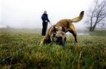 Minehunden Canto fra det danske minerydningsfirma Danminar på øvelse i Danmark. - Foto: Camilla Stephan 