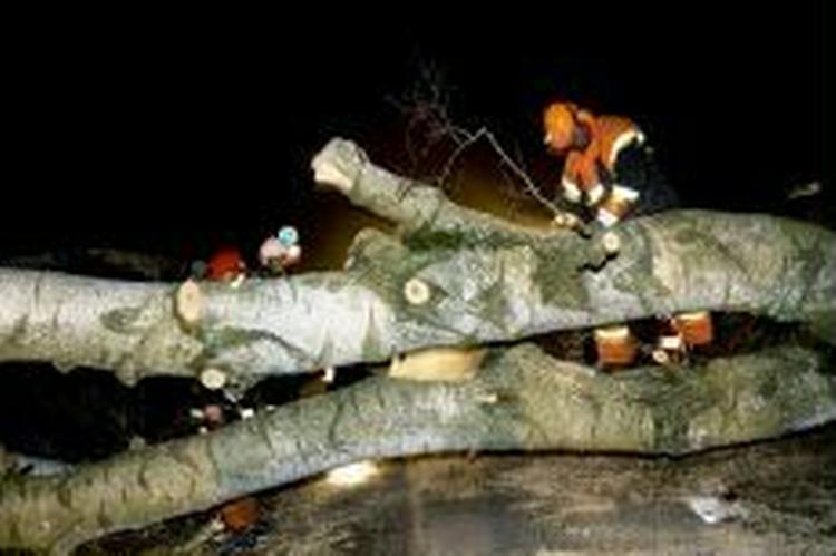 Træer og el-ledninger blev væltet omkuld under lørdagens storm. Nu truer en orkan over Skotland med at give nye problemer i Nordjylland. - Foto: Thomas Borberg 