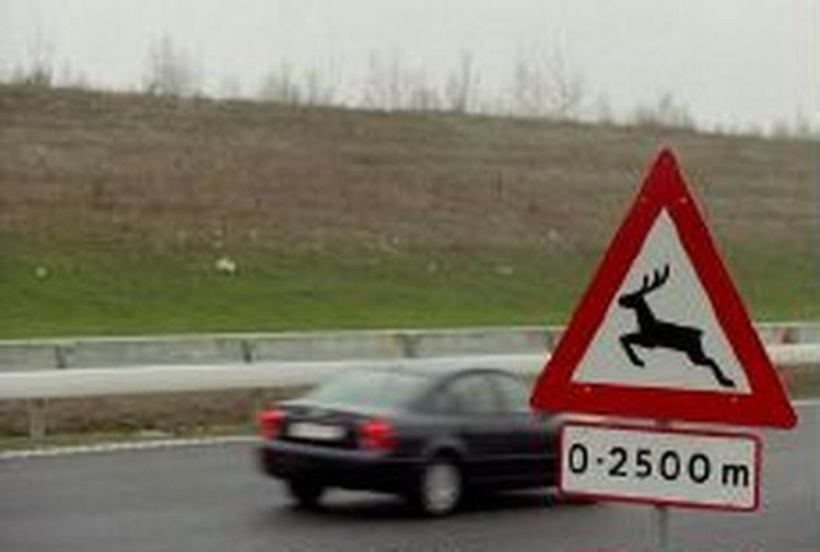 Hvert år påkøres tusindvis af dyr i trafikken. - Foto: Jesper Stormly 