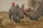 Mor og datter har det efter omstændighederne godt, men vil i de kommende uger blive holdt indendøre. - Foto: Givskud Zoo 