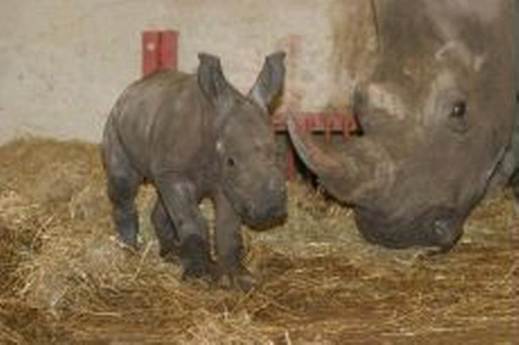 Mor og datter har det efter omstændighederne godt, men vil i de kommende uger blive holdt indendøre. - Foto: Givskud Zoo 