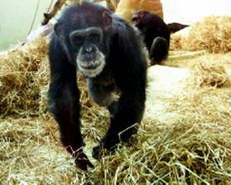 Mange amerikanere finder det usandsyneligt, at vi mennesker deler forfader med sådan en abekat. - Foto: Johnny Frederiksen 