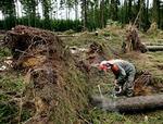 Skoven er blæst til pindebrænde   Foto: Rasmus Baaner 