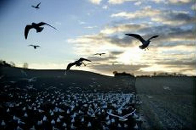 Vinterbillede fra Horne Land ved Faaborg. - Foto: Lars Skaaning 