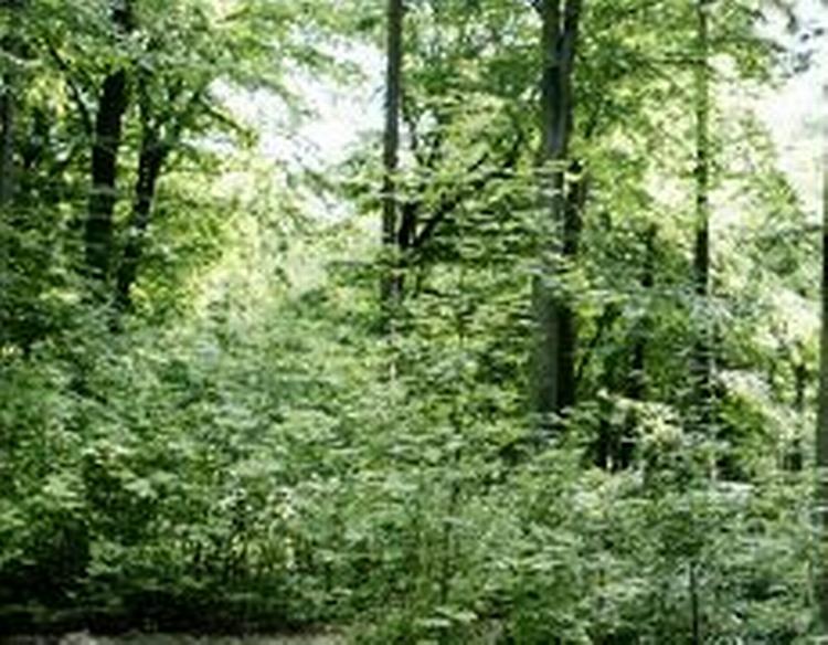 Den danske skov er muligvis grøn om sommeren, men internationale miljøeksperter er ikke imponerede over Danmarks evne til at håndtere miljøspørgsmål. - Foto: Mads Nissen 