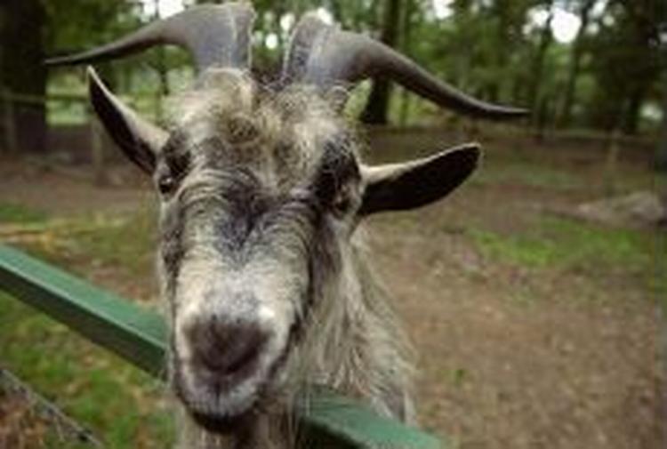 Forskerne mener ikke at fundet af kogalskab i en ged har øget risikoen for at sygdommen bliver spredt til mennesker. - Arkivfoto: Johnny Frederiksen 