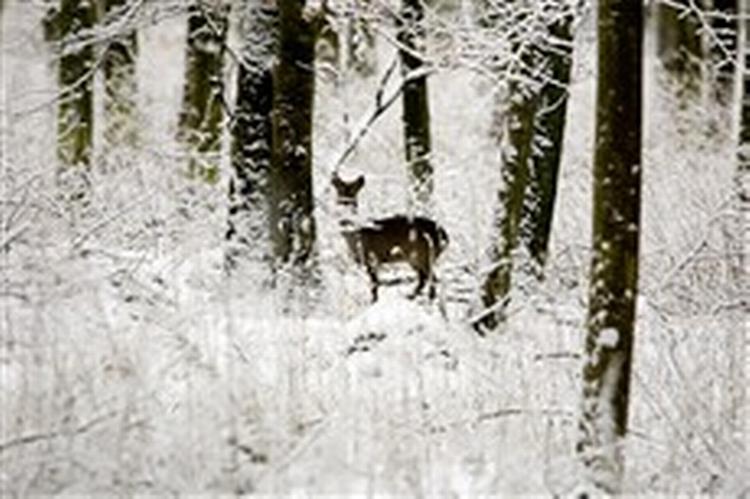 Denne rå i vinterskoven ved godset Ravnholt på Fyn har overlevet den senere tids uforklarlige massedødsfald blandt artsfæller.   Foto: Lars Skaaning 