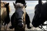 Det var en hest som disse tre, der pludselig overfaldt en rytter bagfra. - Arkivfoto: Martin Zakora 