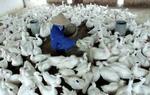 Vietnam er ramt af nye tilfælde af fugleinfluenza. - Arkivfoto: AP 