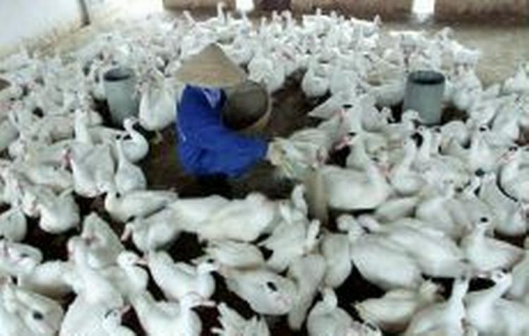 Vietnam er ramt af nye tilfælde af fugleinfluenza. - Arkivfoto: AP 