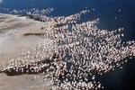 Flamingoerne nyder livet i den kenyanske sø Lake Bogoria   nok uden at vide, at der i vandet under dem er enzymer, som i en genmodificeret version er grundlaget for en millionforretning med midler til at forvaske cowboybukser.   Foto: Duncan Willet 