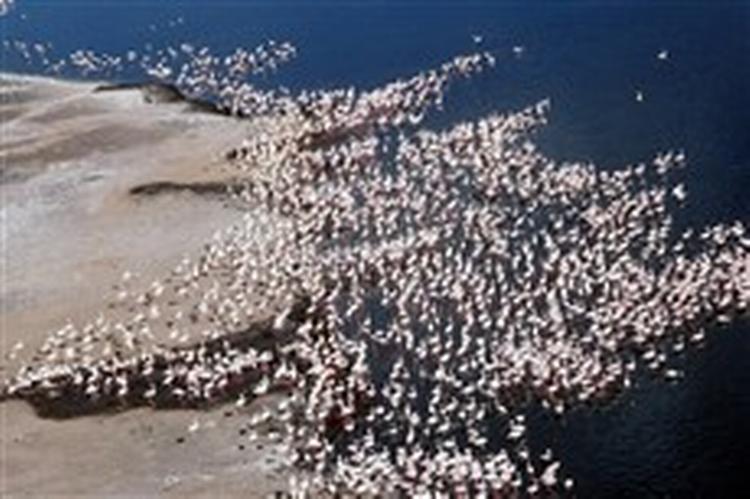Flamingoerne nyder livet i den kenyanske sø Lake Bogoria   nok uden at vide, at der i vandet under dem er enzymer, som i en genmodificeret version er grundlaget for en millionforretning med midler til at forvaske cowboybukser.   Foto: Duncan Willet 