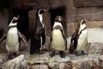 Disse pingviner er fra Københavns Zoologiske Have. Om de er homoseksuelle vides ikke. - Arkivfoto: Mads Winther 