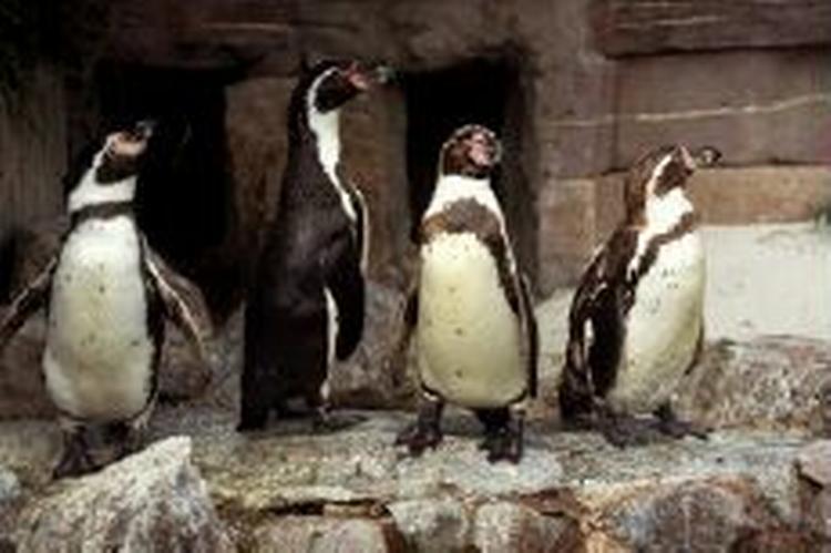 Disse pingviner er fra Københavns Zoologiske Have. Om de er homoseksuelle vides ikke. - Arkivfoto: Mads Winther 
