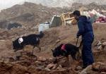 En iransk redningsarbejder leder med sine sporhunde efter overlevende. - Foto: AP 