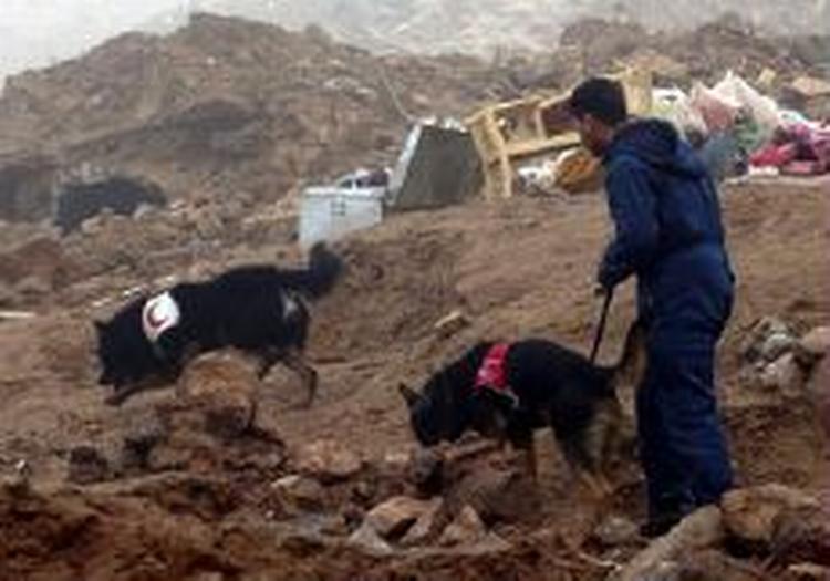 En iransk redningsarbejder leder med sine sporhunde efter overlevende. - Foto: AP 