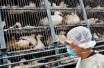 Eksperterne frygter, at H5N1-virusset, der giver fugleinfluenza, vil blive overført til mennesker eller pattedyr. - Foto: AP 