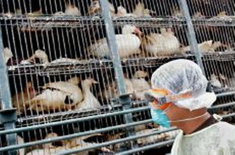 Eksperterne frygter, at H5N1-virusset, der giver fugleinfluenza, vil blive overført til mennesker eller pattedyr. - Foto: AP 