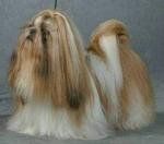 Murphy er en fem-årig shih tzu som denne, der er opdrættet af Yvonne &amp;amp; Peter Frederiksen. - Foto: Showdogs.dk 