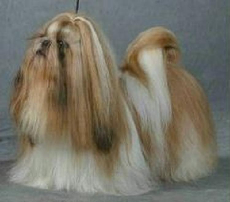 Murphy er en fem-årig shih tzu som denne, der er opdrættet af Yvonne &amp;amp; Peter Frederiksen. - Foto: Showdogs.dk 