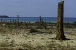 Stranden i Aceh-provinsen, kokosnødde palmer er halveret af tsumamien. - Foto: AP 