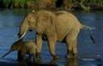 KENYA AFRICA IVORY