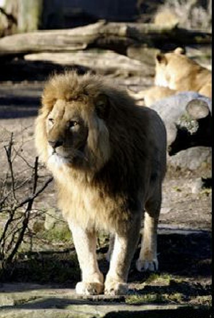 Løverne i Kina behøver ikke længere selv at slå deres byttedyr ihjel. - Foto: Thomas Borberg 