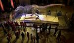 Det mest komplette skelet af en Tyrannosaurus Rex er udstillet på et naturhistorisk museum i Chicago. - Arkivfoto: AP 