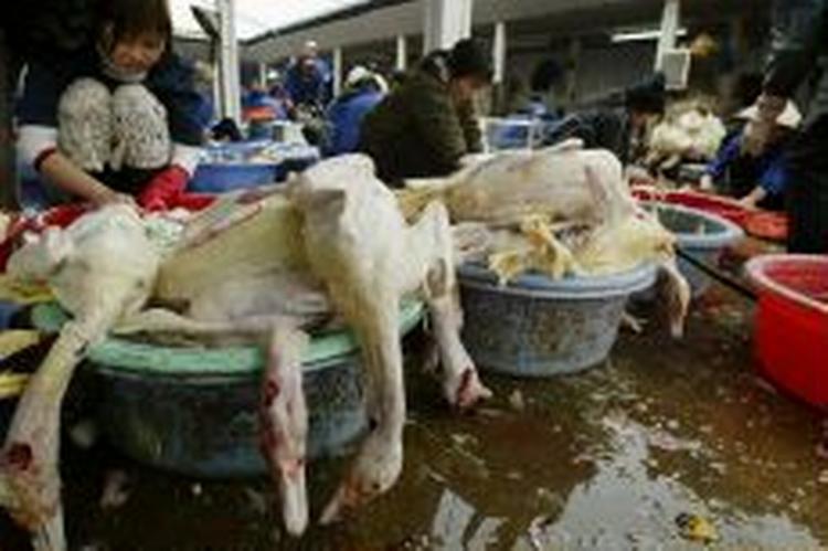 Fugleinfluenza har ramt flere af regionens lande - her et marked i Hanoi, Vietnam. - Arkivfoto: AP 