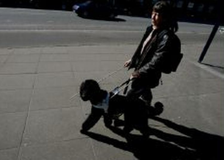 Kongepudlen udviser stort talent som førerhund. - Foto: Finn Frandsen 