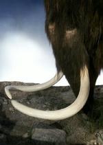 Denne mammut er stendød - og det har den altid været. Det er nemlig en model fra Zoologisk Museum i København. - Arkivfoto: Finn Frandsen 