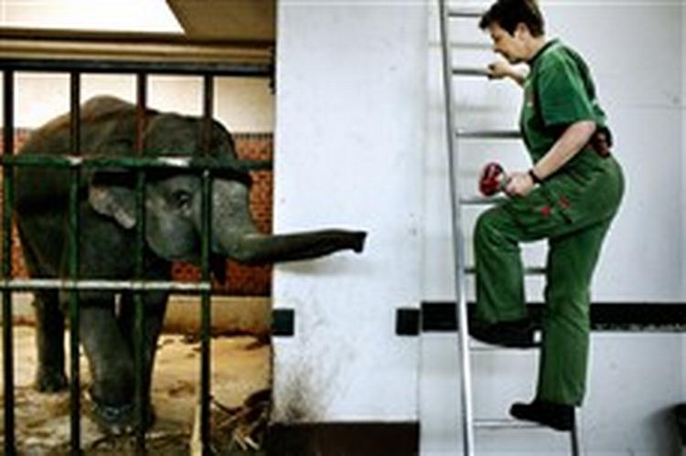 Lone Andersen er en af de ældre ansatte i Zoo og så glad for jobbet, at hun »skal sparkes ud«.   Foto: Martin Lehmann 